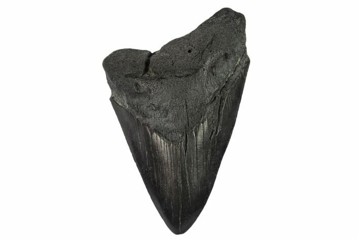 Bargain, Partial Megalodon Tooth - South Carolina #134293